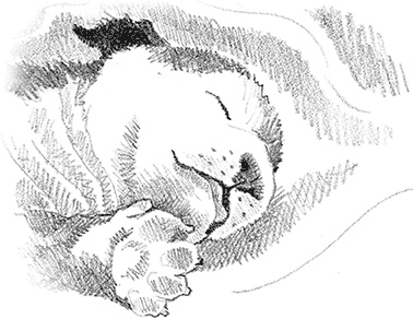 Иллюстрация к книге — Щенок Крошка, или Друзья навек [i_012.jpg]