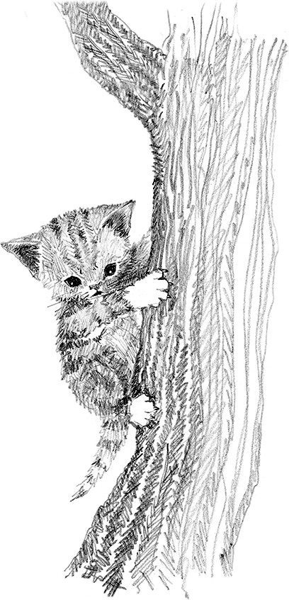 Иллюстрация к книге — Котенок пират, или Ловкий коготь [i_012.jpg]