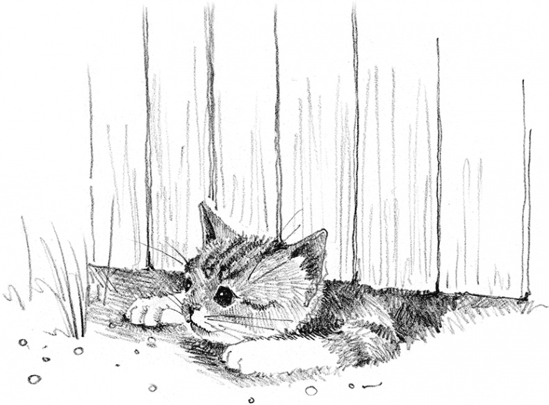 Иллюстрация к книге — Котенок пират, или Ловкий коготь [i_014.jpg]