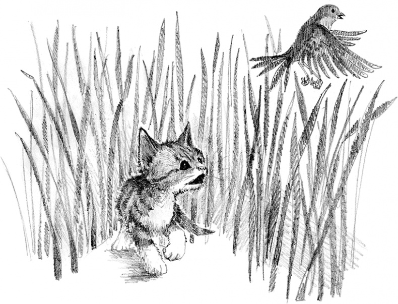 Иллюстрация к книге — Котенок пират, или Ловкий коготь [i_019.jpg]