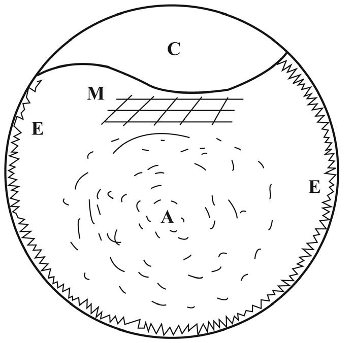 Иллюстрация к книге — Проект &quot;Человек&quot; [i_007.jpg]