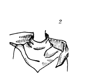 Иллюстрация к книге — Шарфик, платочек, парео. Как красиво и модно повязать [i_192.jpg]