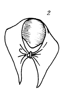 Иллюстрация к книге — Шарфик, платочек, парео. Как красиво и модно повязать [i_212.jpg]