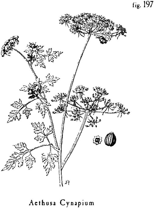 Иллюстрация к книге — Сад [i_002.jpg]