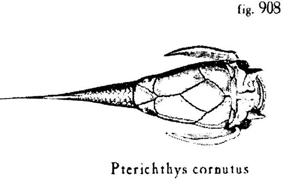 Иллюстрация к книге — Сад [i_005.jpg]