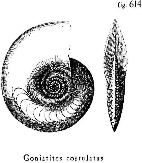 Иллюстрация к книге — Сад [i_006.jpg]