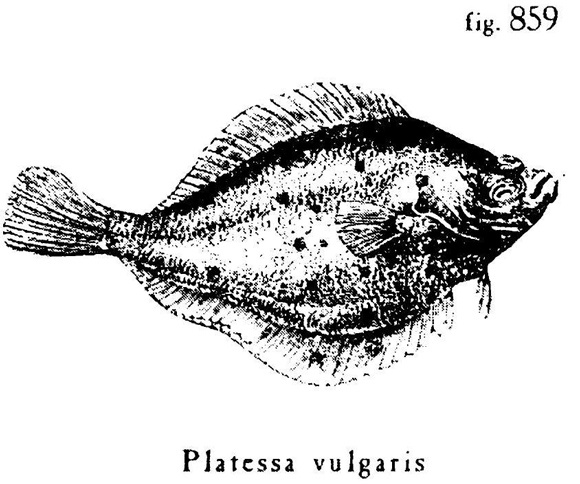 Иллюстрация к книге — Сад [i_007.jpg]