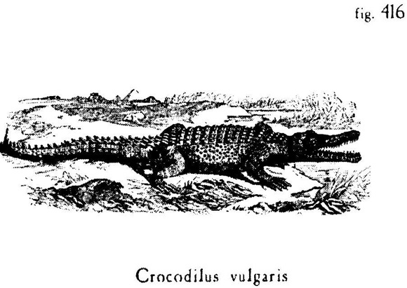 Иллюстрация к книге — Сад [i_008.jpg]