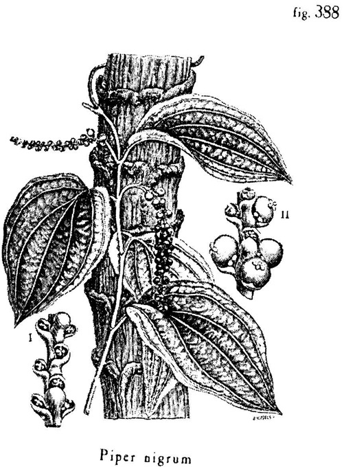 Иллюстрация к книге — Сад [i_011.jpg]