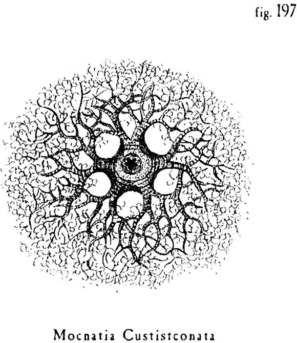 Иллюстрация к книге — Сад [i_012.jpg]