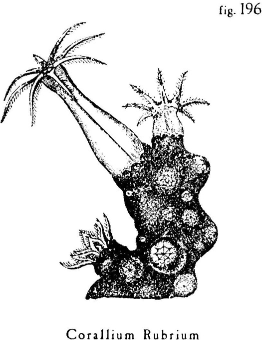 Иллюстрация к книге — Сад [i_013.jpg]