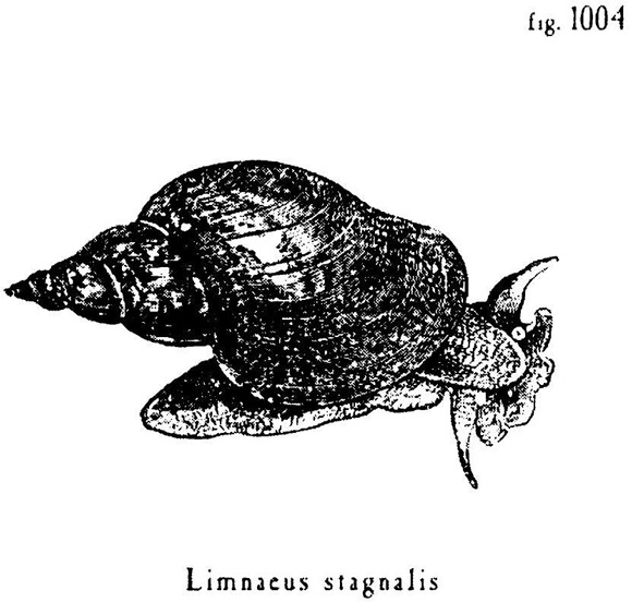 Иллюстрация к книге — Сад [i_014.jpg]