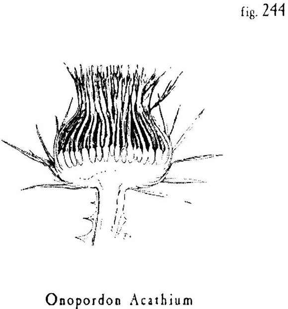Иллюстрация к книге — Сад [i_015.jpg]