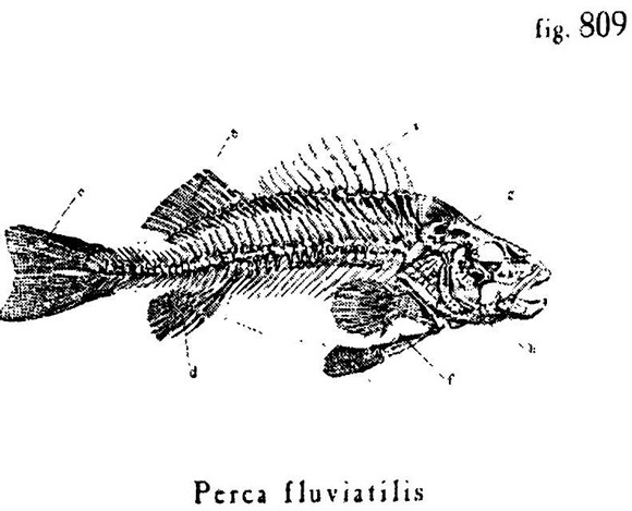 Иллюстрация к книге — Сад [i_019.jpg]