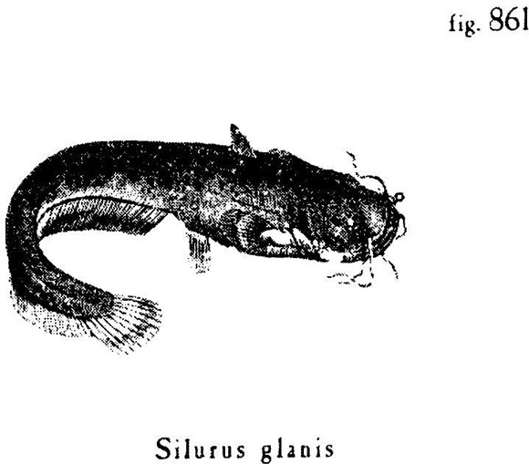 Иллюстрация к книге — Сад [i_020.jpg]