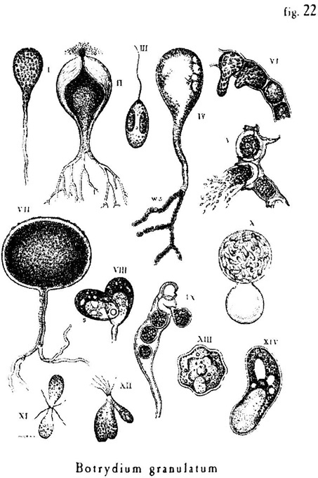 Иллюстрация к книге — Сад [i_021.jpg]
