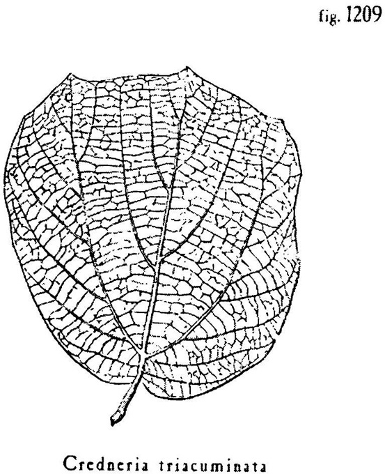 Иллюстрация к книге — Сад [i_022.jpg]