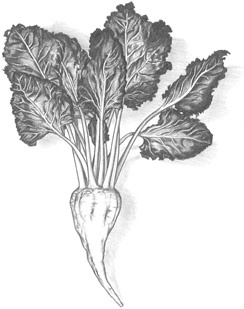 Иллюстрация к книге — О чем Эйнштейн рассказал своему повару [i_001.jpg]