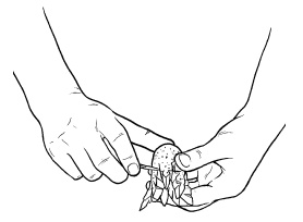 Иллюстрация к книге — Оригинальные украшения из овощей и фруктов [i_008.jpg]