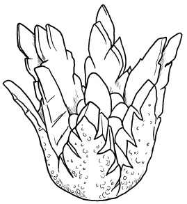 Иллюстрация к книге — Оригинальные украшения из овощей и фруктов [i_009.jpg]