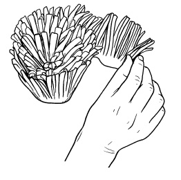 Иллюстрация к книге — Оригинальные украшения из овощей и фруктов [i_019.jpg]