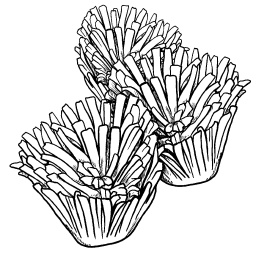 Иллюстрация к книге — Оригинальные украшения из овощей и фруктов [i_020.jpg]