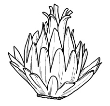 Иллюстрация к книге — Оригинальные украшения из овощей и фруктов [i_037.jpg]