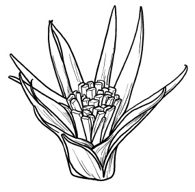 Иллюстрация к книге — Оригинальные украшения из овощей и фруктов [i_045.jpg]