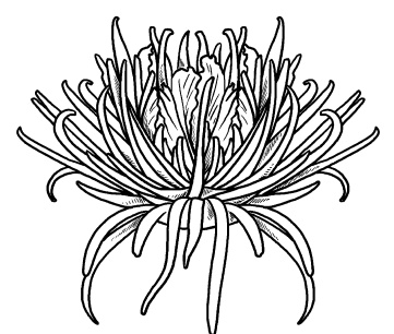 Иллюстрация к книге — Оригинальные украшения из овощей и фруктов [i_065.jpg]