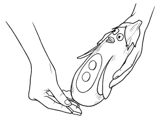 Иллюстрация к книге — Оригинальные украшения из овощей и фруктов [i_079.jpg]