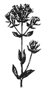 Иллюстрация к книге — Лучшие народные лекарства [i_002.jpg]