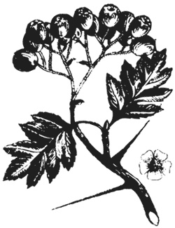 Иллюстрация к книге — Лучшие народные лекарства [i_013.jpg]