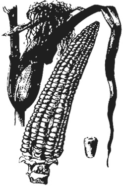 Иллюстрация к книге — Лучшие народные лекарства [i_014.jpg]