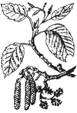 Иллюстрация к книге — Лучшие народные лекарства [i_020.jpg]