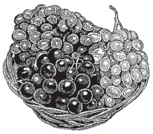 Иллюстрация к книге — Ягоды и фрукты. Заготовки по-деревенски [i_006.jpg]