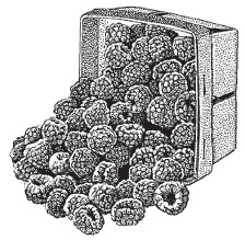 Иллюстрация к книге — Ягоды и фрукты. Заготовки по-деревенски [i_013.jpg]