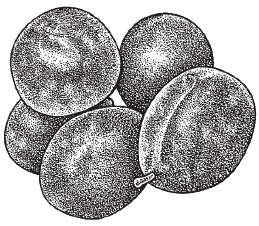 Иллюстрация к книге — Ягоды и фрукты. Заготовки по-деревенски [i_014.jpg]