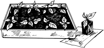 Иллюстрация к книге — Большая энциклопедия дачника [_38.jpg]