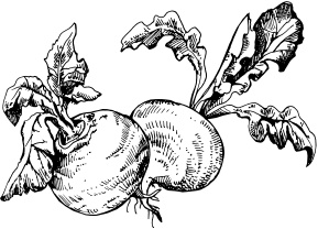 Иллюстрация к книге — Большая энциклопедия дачника [_40.jpg]