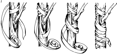 Иллюстрация к книге — Большая энциклопедия дачника [_48_1.jpg]