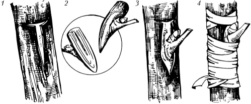 Иллюстрация к книге — Большая энциклопедия дачника [_51.jpg]