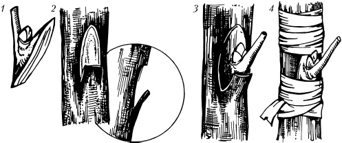 Иллюстрация к книге — Большая энциклопедия дачника [_53.jpg]