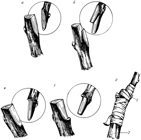 Иллюстрация к книге — Большая энциклопедия дачника [_56.jpg]
