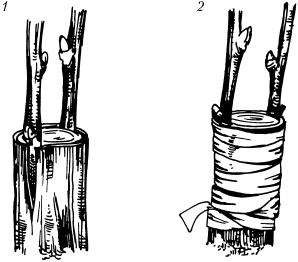 Иллюстрация к книге — Большая энциклопедия дачника [_58.jpg]