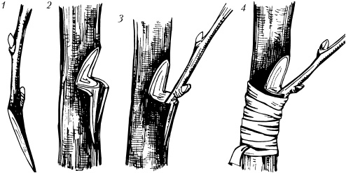 Иллюстрация к книге — Большая энциклопедия дачника [_60.jpg]