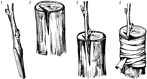 Иллюстрация к книге — Большая энциклопедия дачника [_63.jpg]
