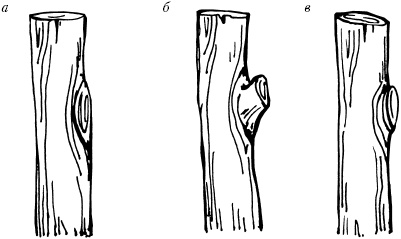 Иллюстрация к книге — Большая энциклопедия дачника [_66.jpg]
