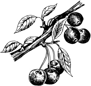 Иллюстрация к книге — Большая энциклопедия дачника [_70.jpg]