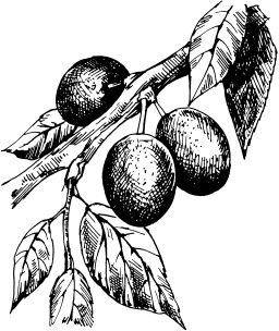 Иллюстрация к книге — Большая энциклопедия дачника [_71.jpg]