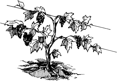 Иллюстрация к книге — Большая энциклопедия дачника [_73.jpg]